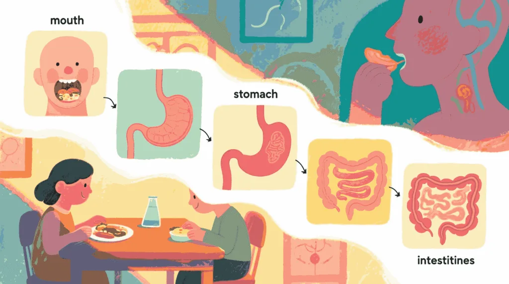 Nutrition In Human Beings
