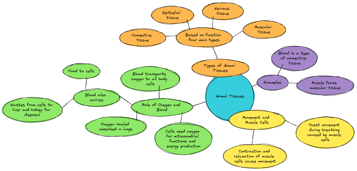 Tissues class 9 Mind Maps| Animal Tissue