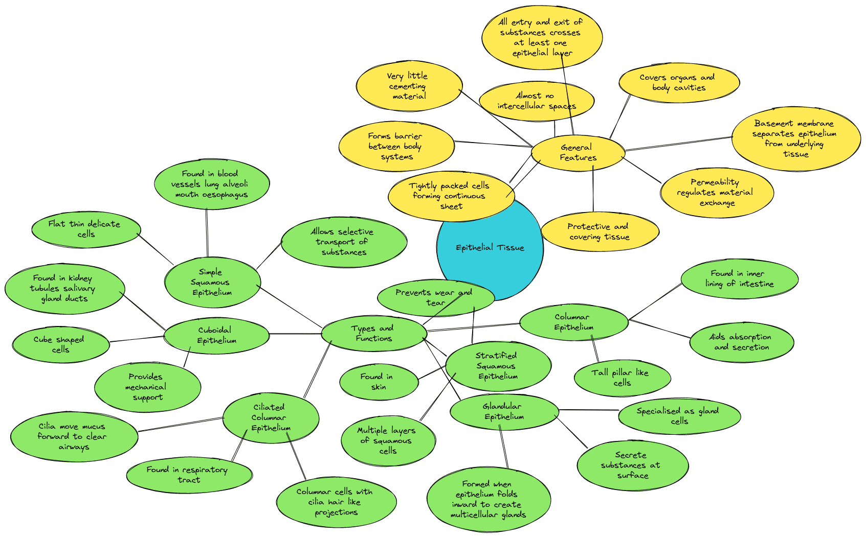 Tissues class 9 Mind Maps| Epithelial Tissue