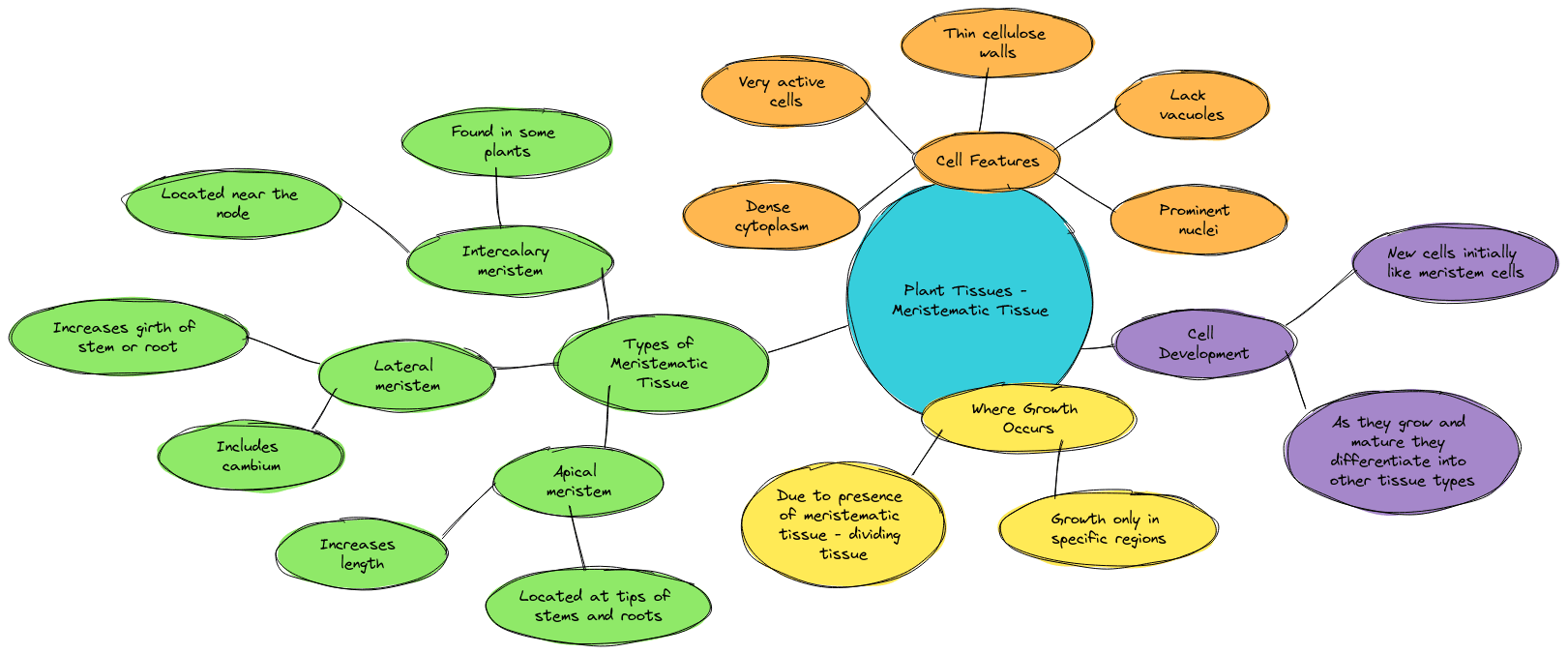 Tissues class 9 Mind Maps| Meristematic Tissue