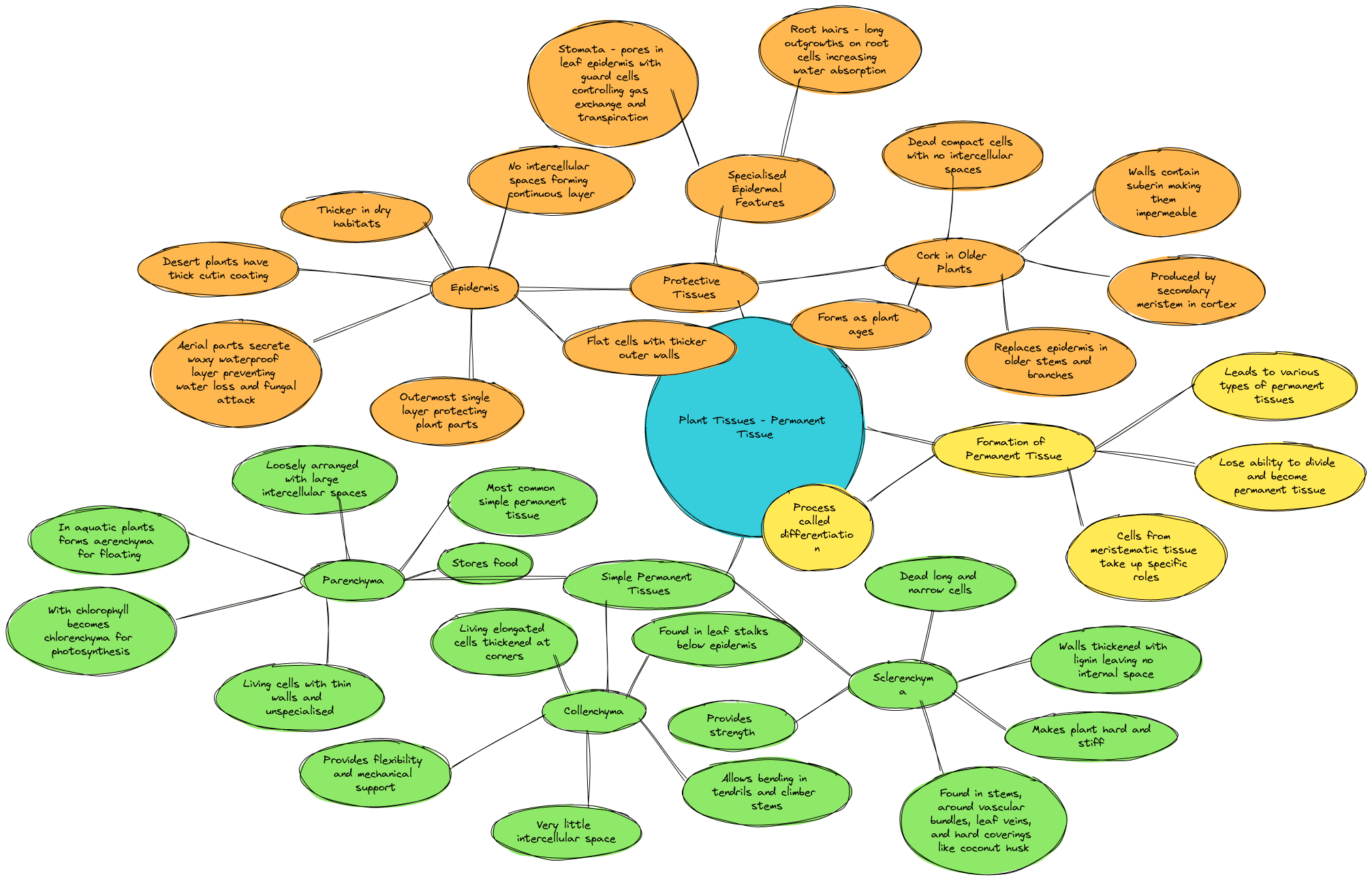 Tissues class 9 Mind Maps| Simple Permanent Tissue