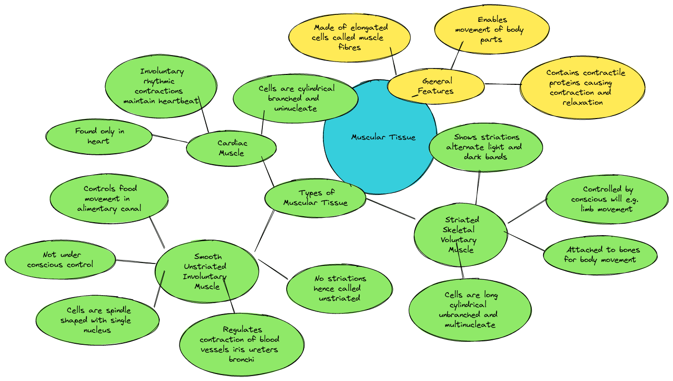 Tissues class 9 Mind Maps| Muscular Tissue