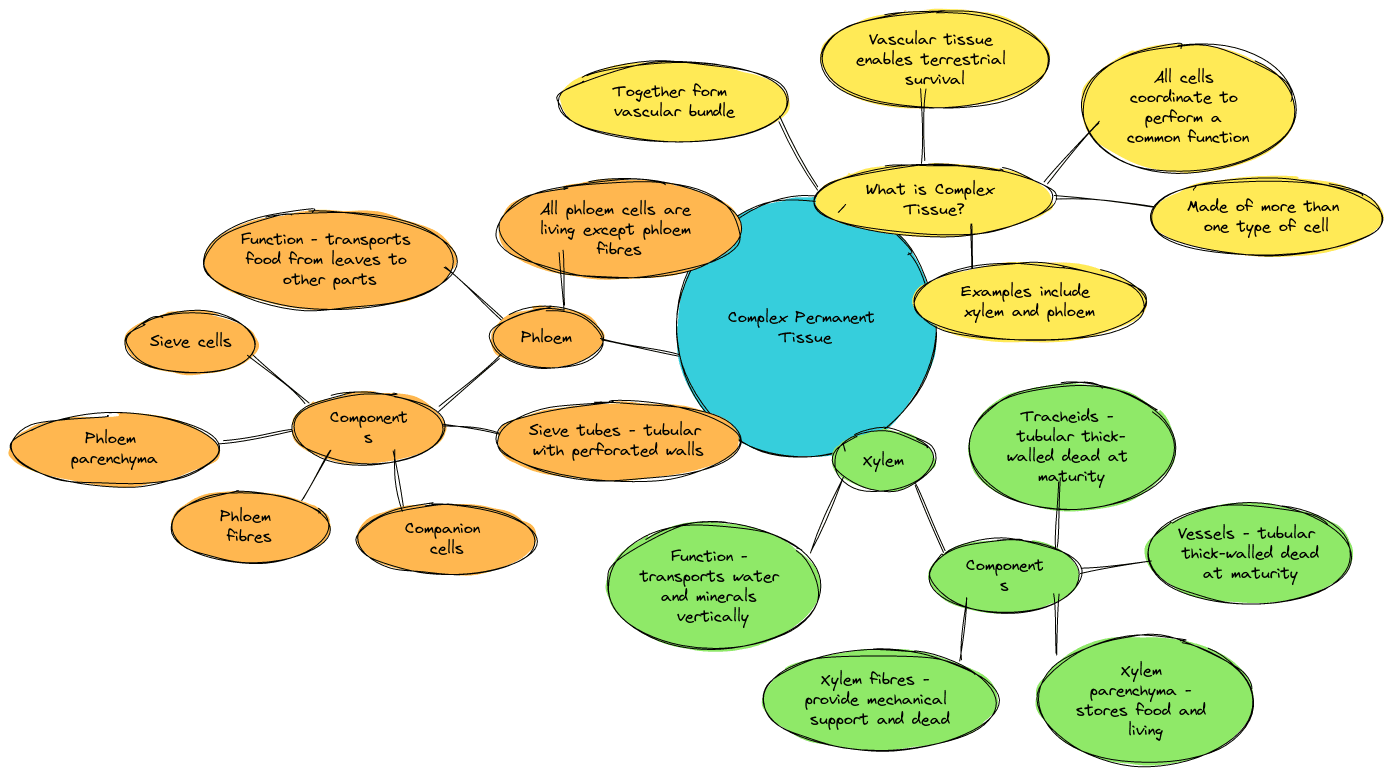 Tissues class 9 Mind Maps| Complex Permanent Tissue