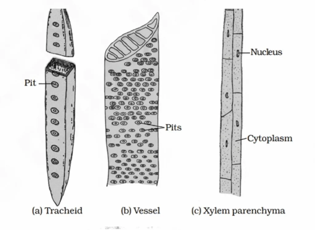 Plant Tissue Class 9 Tissue Chapter 6 Short Notes