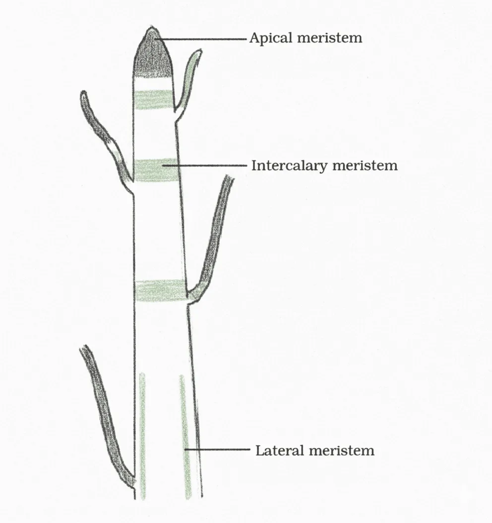 Location of meristematic tissue in plant body|Plant Tissue Class 9 Tissue Chapter 6 Short Notes