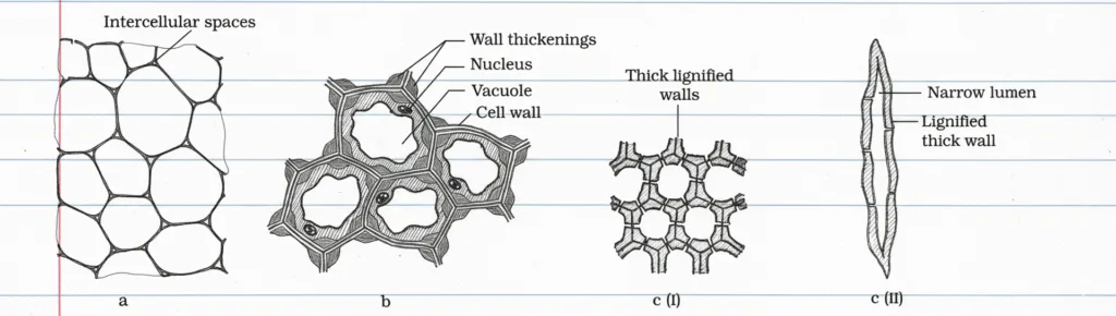 Plant Tissue Class 9 Tissue Chapter 6 Short Notes