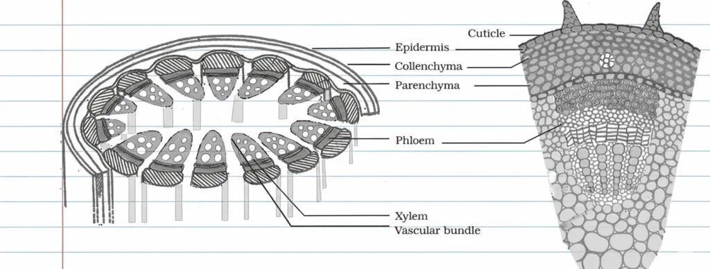 Plant Tissue Class 9 Tissue Chapter 6 Short Notes
