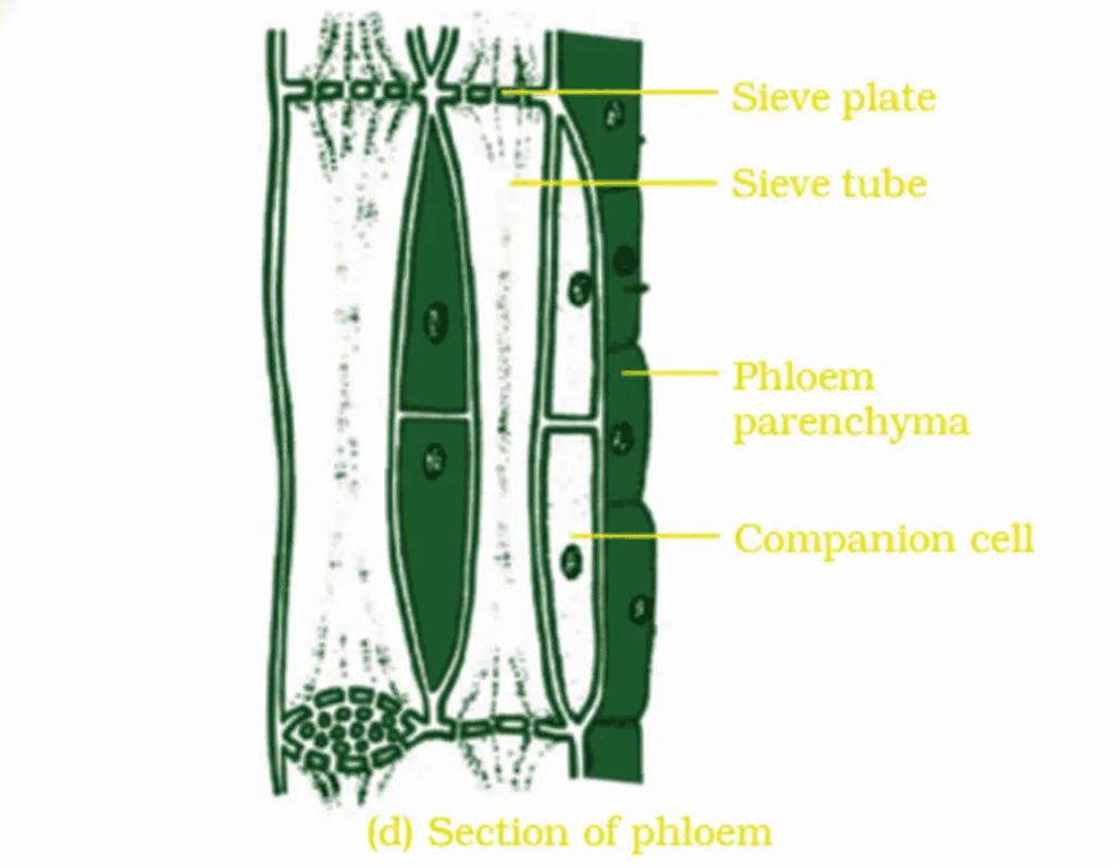 Plant Tissue Class 9 Tissue Chapter 6 Short Notes