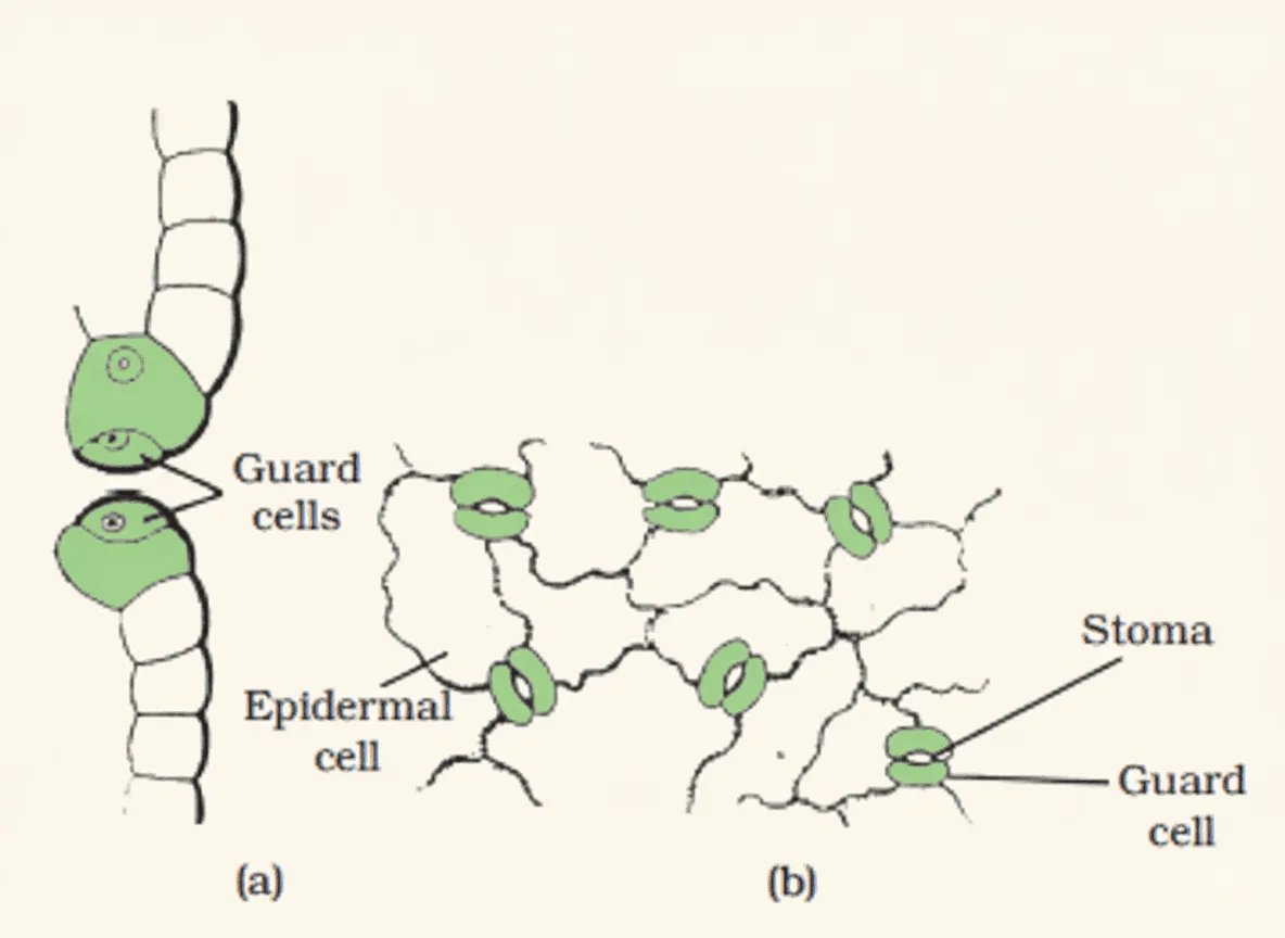 Plant Tissue Class 9 Tissue Chapter 6 Short Notes