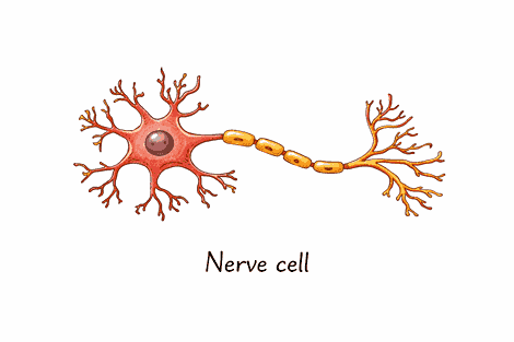 Nerve cell