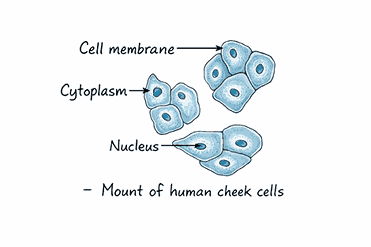 Mount of human cheek cells
