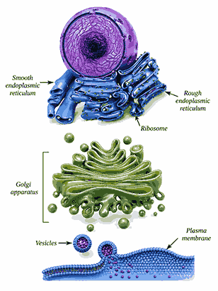 Endoplasmic reticulum and
Golgi apparatus — pathway for protein
processing and secretion