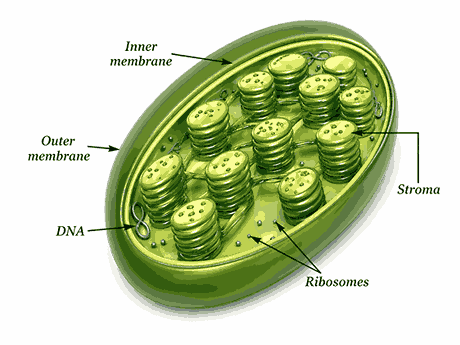 chloroplast| Cell: The Building Block of Life Ch 2 Notes Class 9