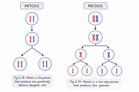 meiosis and mitosis| Cell: The Building Block of Life Ch 2 Notes Class 9