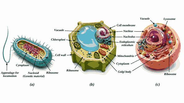 Cell: The Building Block of Life Ch 2 Notes Class 9| (a) A typical bacterial cell, (b) a typical plant cell, and (c) a typical animal cell| 