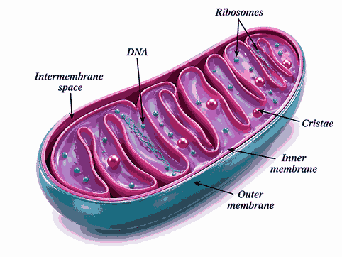 Mitochondria| Cell: The Building Block of Life Ch 2 Notes Class 9