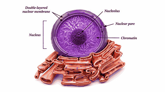 Cell: The Building Block of Life Ch 2 Notes Class 9| Nucleus