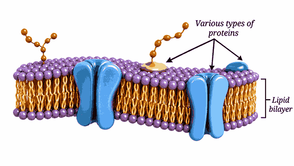cell membrane| Cell The Building Block of Life Ch 2 Notes Class 9