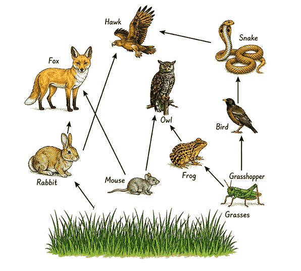 food web| How Nature Works In Harmony Notes Class 8