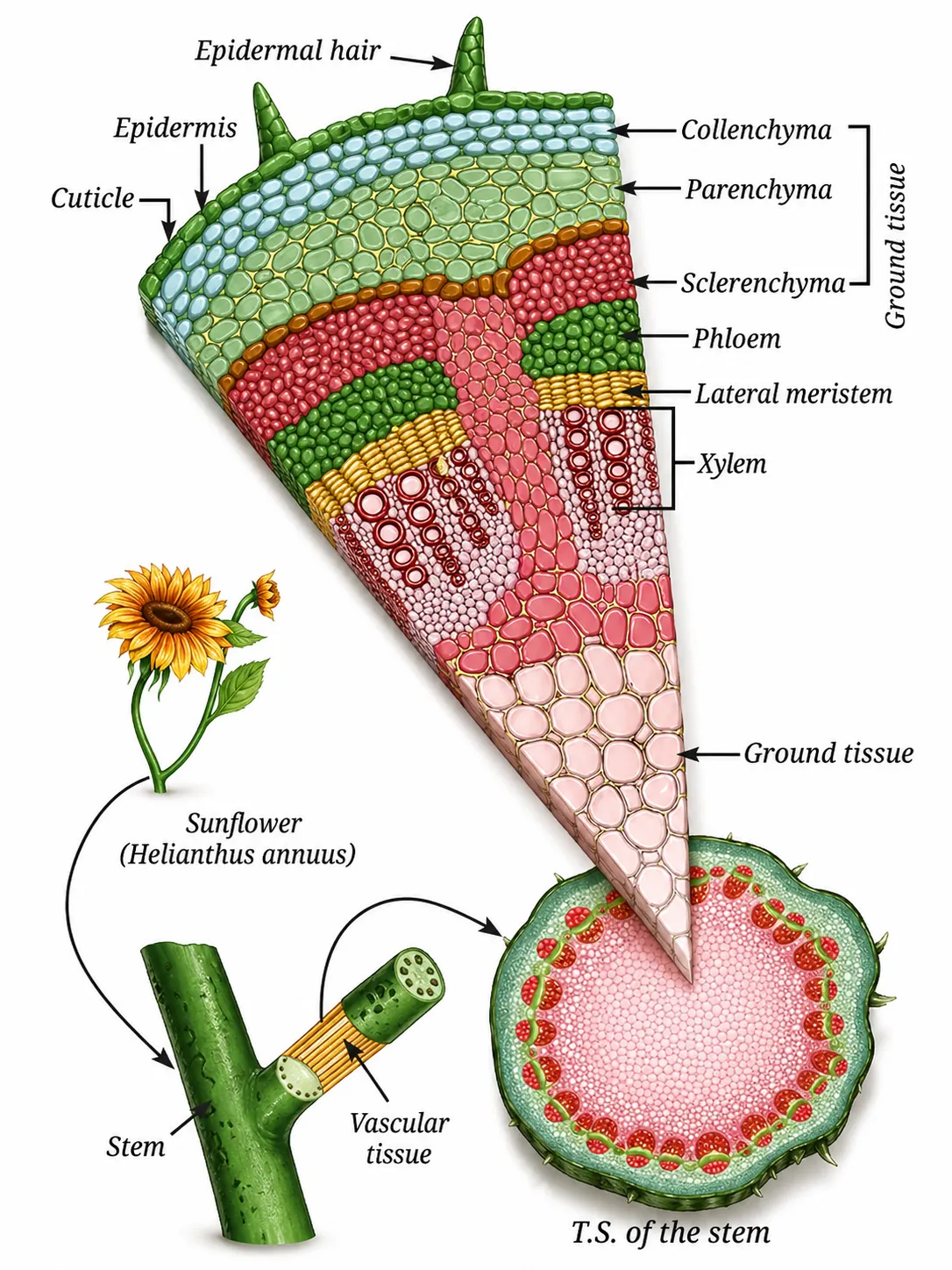 Internal structure of a sunflower stem|Notes: Tissues in Action Ch 3 Class 9