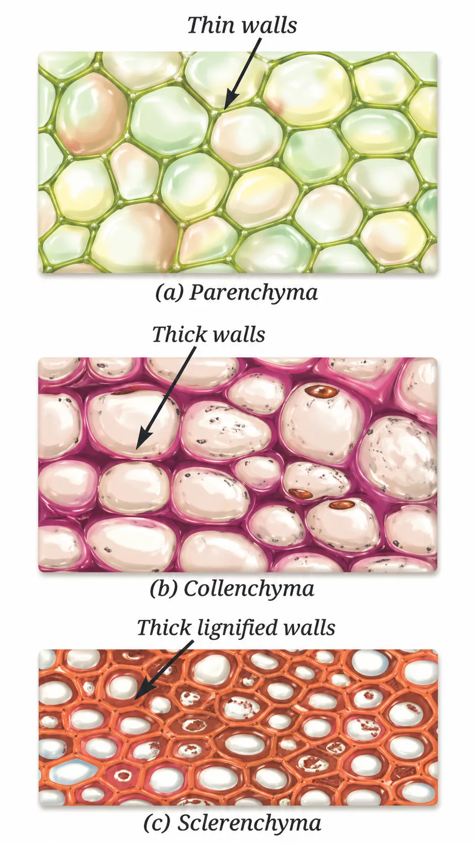 Various types of
simple permanent tissues| Notes: Tissues in Action Ch 3 Class 9