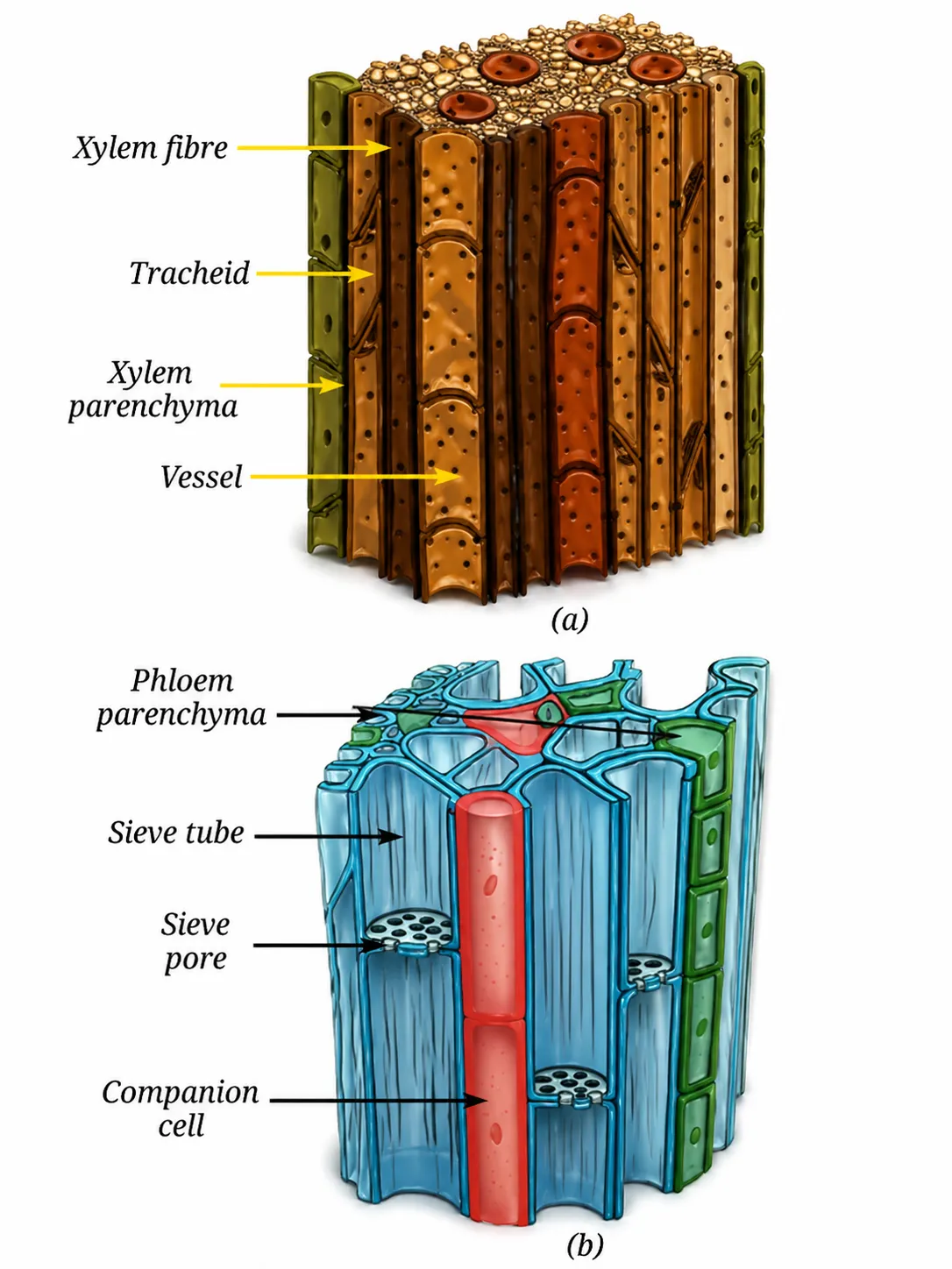 xylem and phloem |Notes: Tissues in Action Ch 3 Class 9