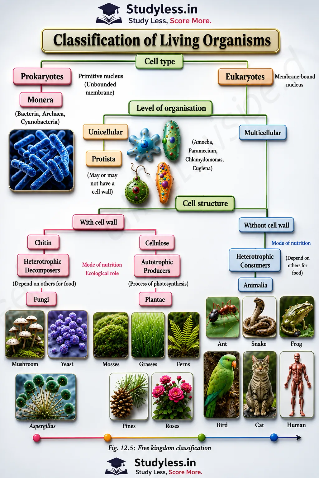 Five kingdom classification| Notes Ch 12 Patterns in Life Diversity and Classification