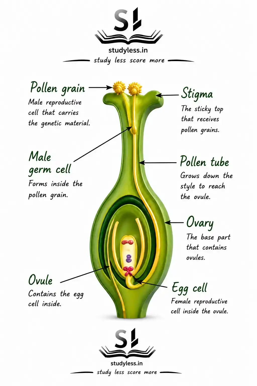 Germination of
pollen on stigma|Ch 11 Notes Reproduction: How Life Continues