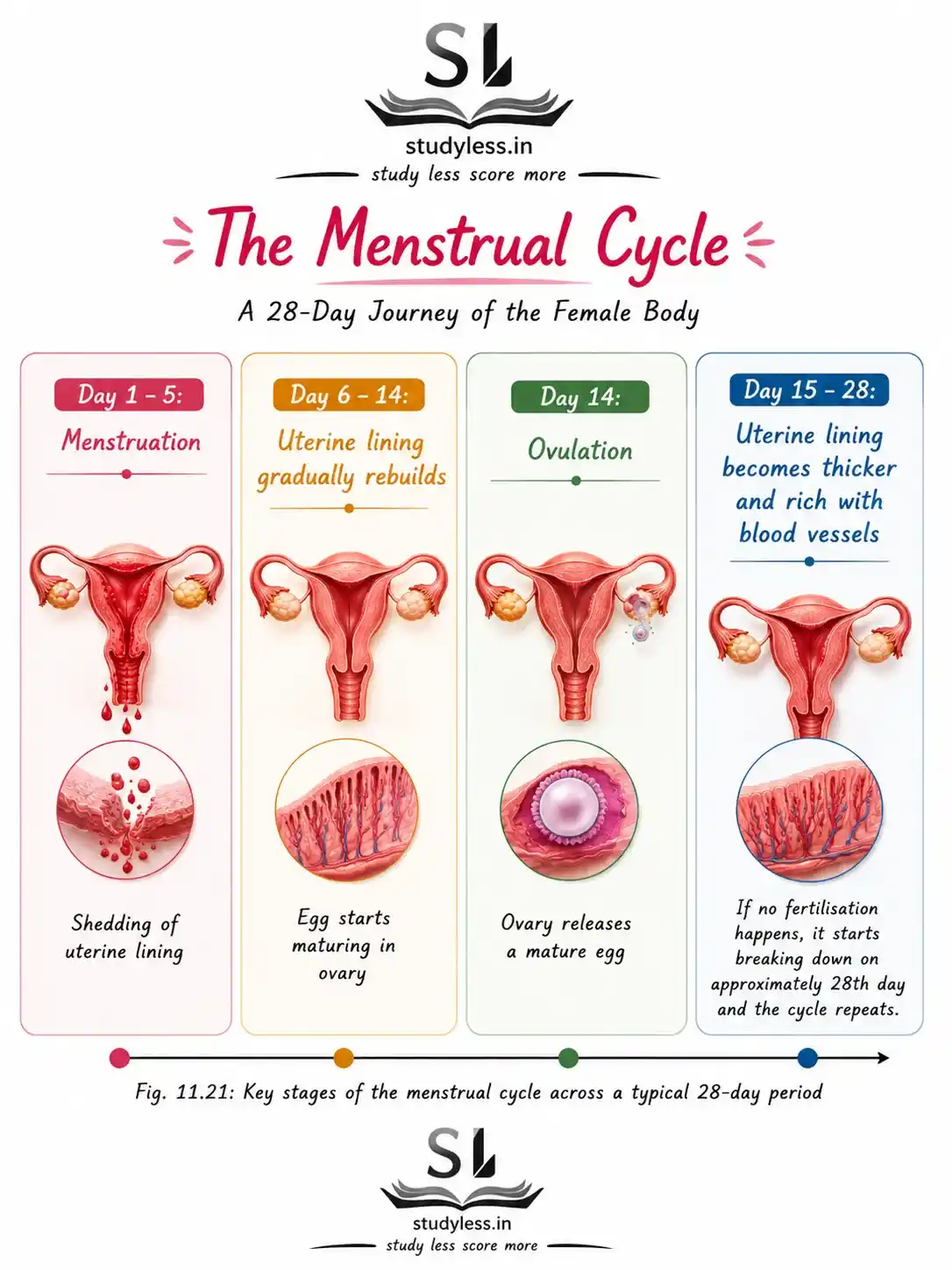 Key stages of the menstrual cycle across a typical 28-day period|Ch 11 Notes Reproduction: How Life Continues