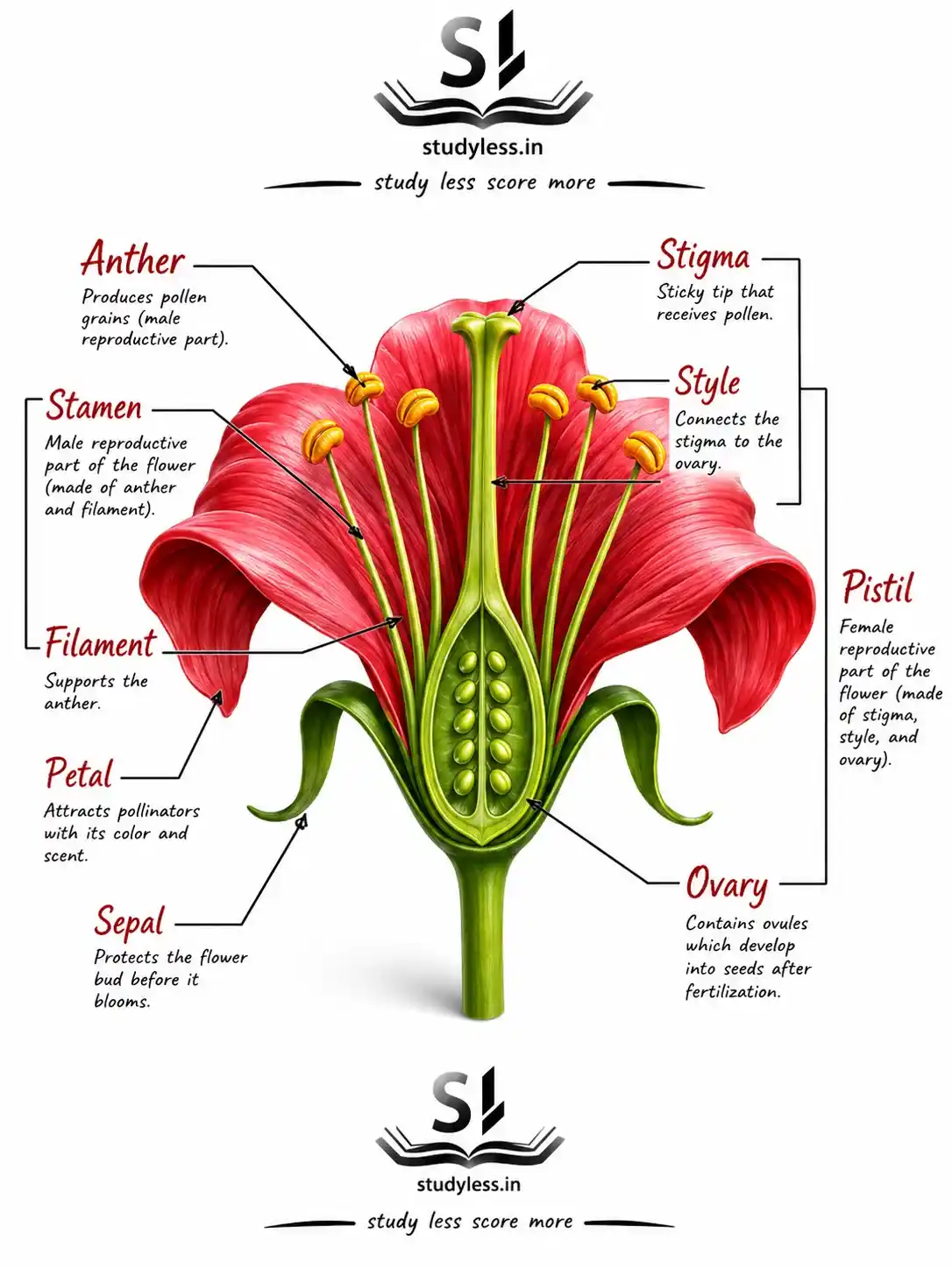Longitudinal section of a flower
showing its different parts| Ch 11 Notes Reproduction: How Life Continues