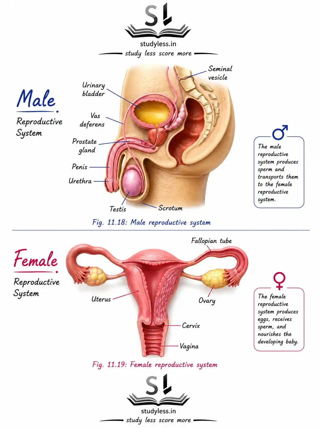 Male reproductive system Female reproductive
system|Ch 11 Notes Reproduction: How Life Continues