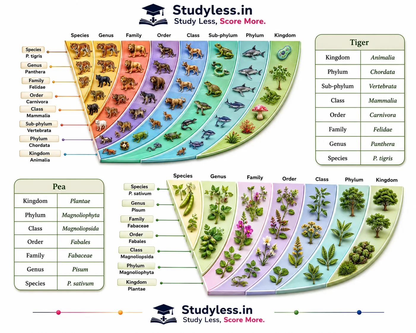 Pyramids showing levels, from kingdom at the top to species at the base, with
the examples of a tiger and a pea plant|Notes Ch 12 Patterns in Life Diversity and Classification