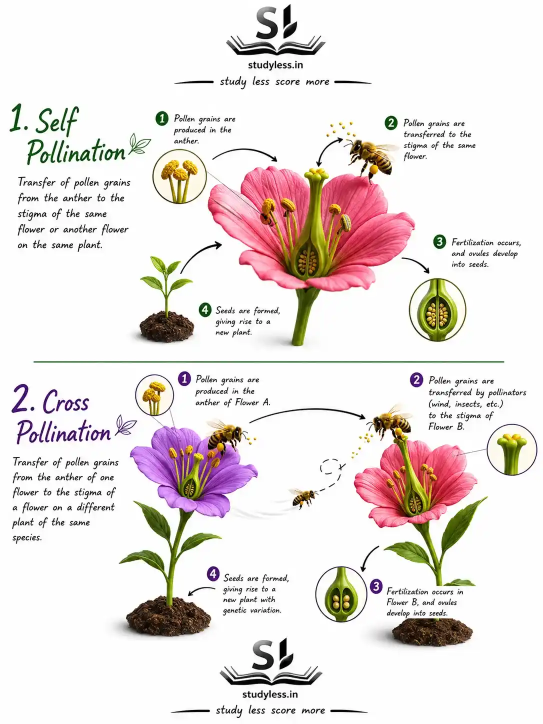 Self and Cross-pollination|Ch 11 Notes Reproduction: How Life Continues