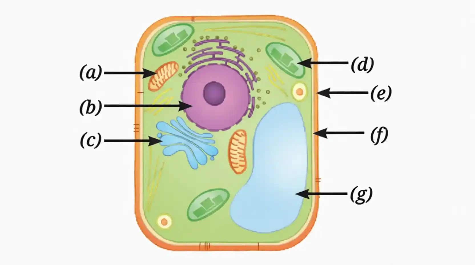 Solutions Ch 2 Cell: The Building Block of Life NCERT