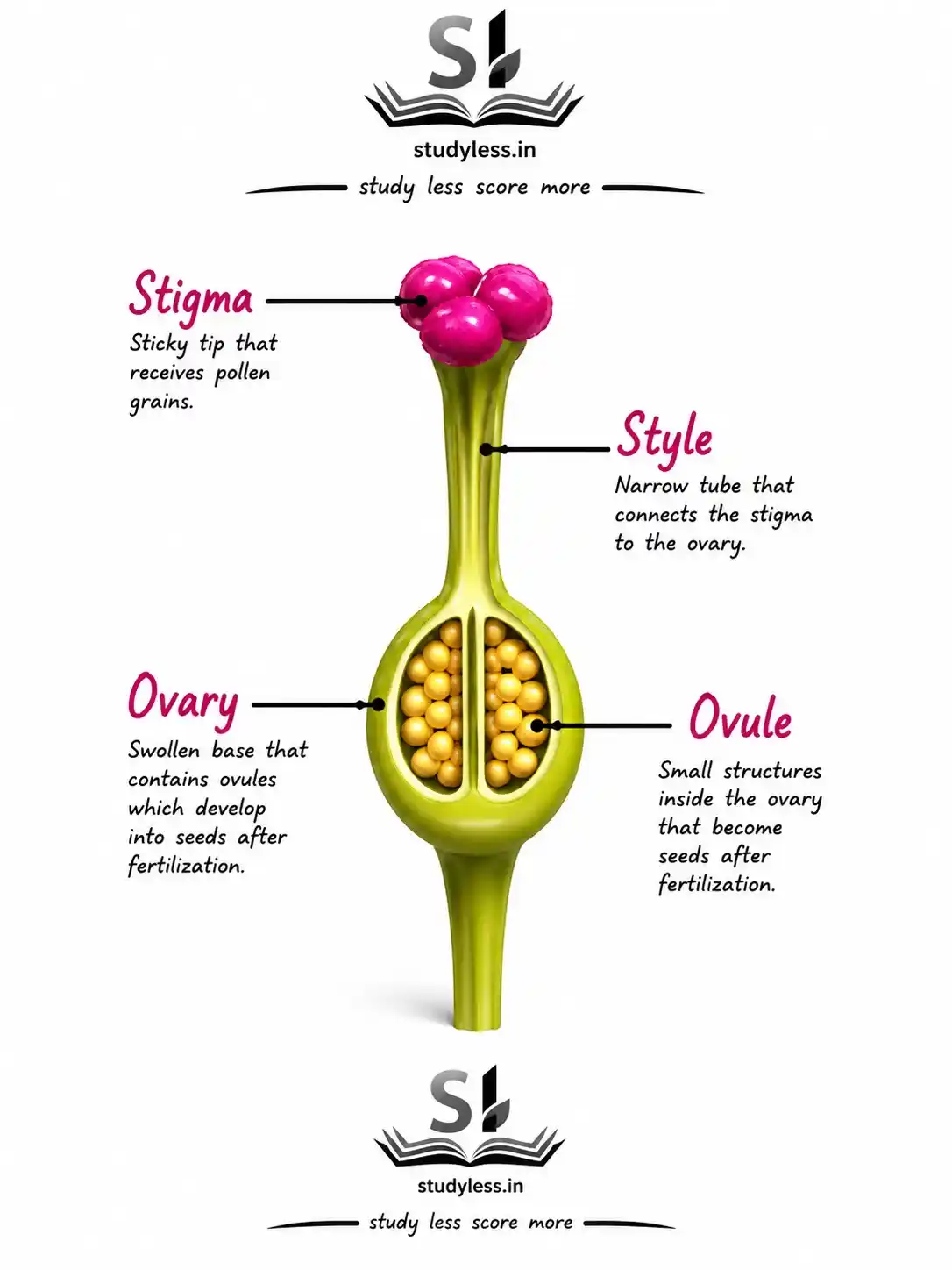 Structure of
a pistil| Ch 11 Notes Reproduction: How Life Continues