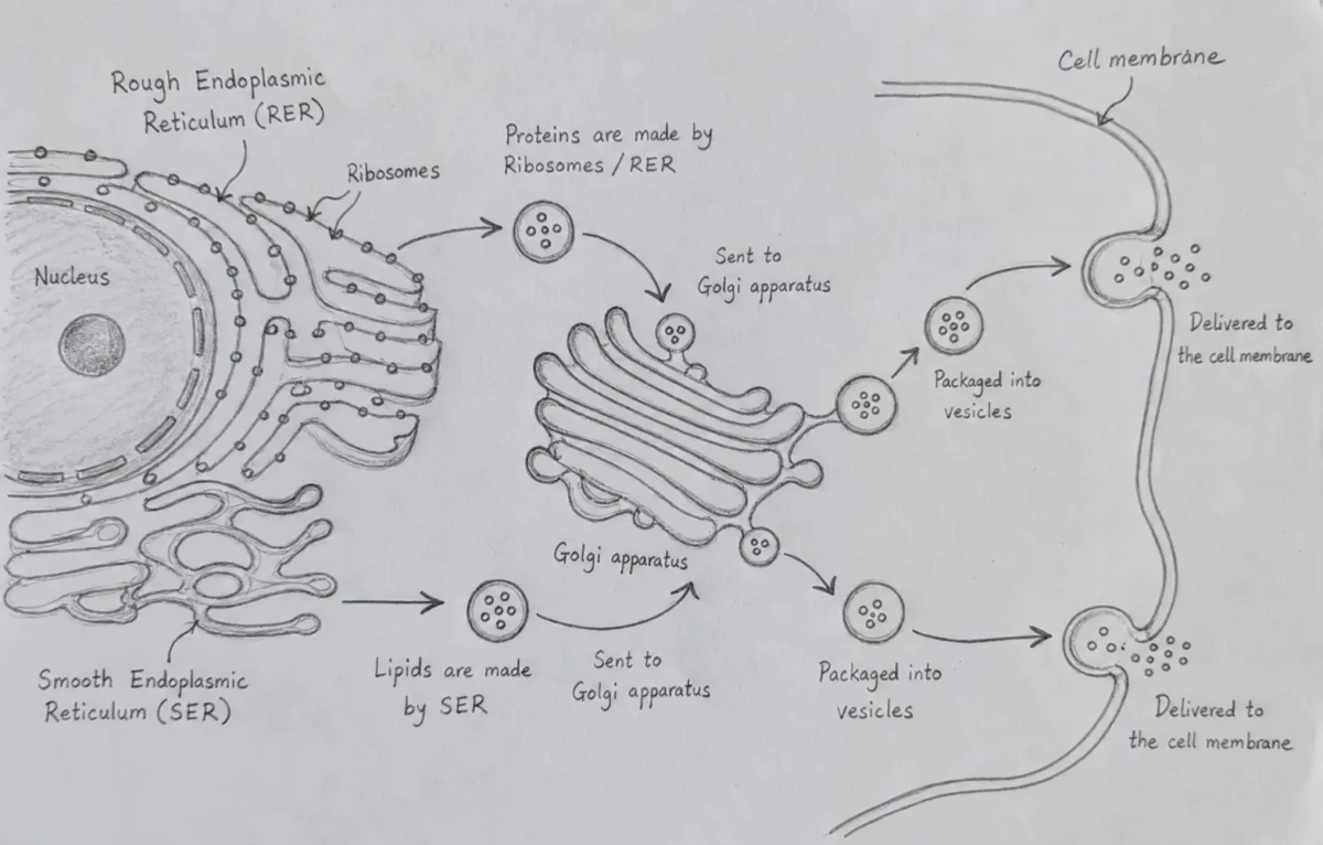 Path of lipids and proteins formation inside the cell |Solutions Ch 2 Cell: The Building Block of Life NCERT
