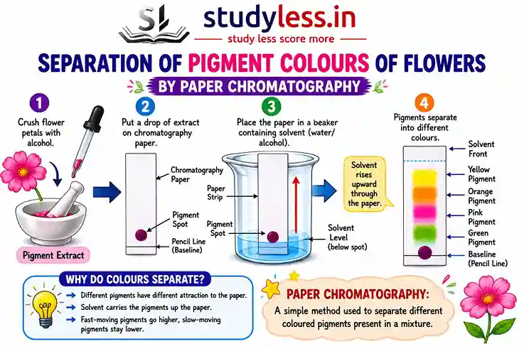 An educational infographic titled "SEPARATION OF PIGMENT COLOURS OF FLOWERS BY PAPER CHROMATOGRAPHY" on a solid white background, featuring the "studyless.in" logo with the tagline "study less score more" at the top.The image illustrates a 4-step scientific experiment for Class 9 students:Step 1: Shows a pink flower being crushed with a mortar and pestle and a dropper collecting the "Pigment Extract".Step 2: Shows a drop of the extract being placed on a vertical strip of chromatography paper, marked with a pencil baseline.Step 3: Shows the paper strip suspended inside a glass beaker filled with a shallow layer of solvent (water/alcohol). Red arrows indicate the solvent level is below the spot and that the solvent is rising upward through the paper.Step 4: Shows the final chromatography paper strip where the single pigment spot has separated into distinct, vertical bands of color labeled from bottom to top: Green Pigment, Pink Pigment, Orange Pigment, and Yellow Pigment, leading up to the "Solvent Front."At the bottom, two highlighted boxes explain the core concepts: a blue box titled "WHY DO COLOURS SEPARATE?" explains that different pigments have different attractions to the paper and travel at different speeds, and an orange box defines "PAPER CHROMATOGRAPHY" as a simple method used to separate different colored pigments present in a mixture.