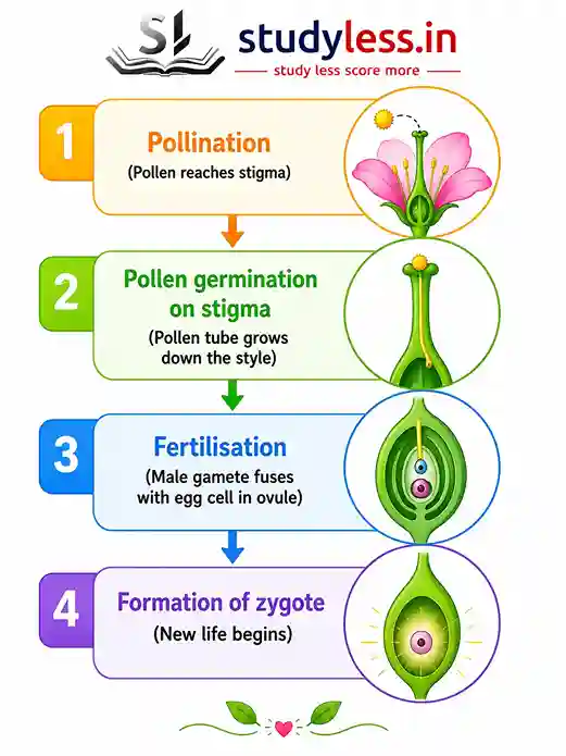 A flowchart diagram showing the four stages of sexual reproduction in plants: 1. Pollination (Pollen reaches stigma), 2. Pollen germination on stigma (Pollen tube grows down the style), 3. Fertilisation (Male gamete fuses with egg cell in ovule), and 4. Formation of zygote (New life begins). Each stage is accompanied by a matching botanical illustration showing the process inside the flower.