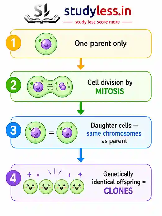 A flowchart detailing the four steps of asexual reproduction. Step 1 shows a single parent cell labeled 'One parent only'. Step 2 shows the cell undergoing 'Cell division by MITOSIS'. Step 3 shows two separated cells with the caption 'Daughter cells – same chromosomes as parent'. Step 4 shows four identical offspring labeled 'Genetically identical offspring = CLONES'.