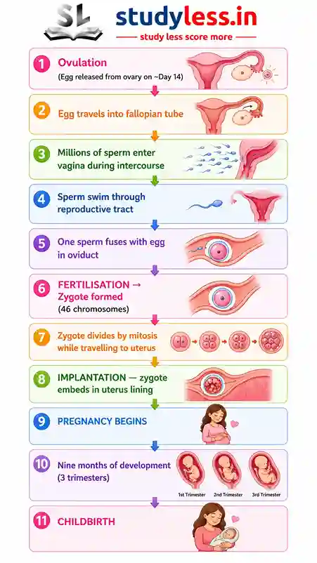 infographic showing the fertilization process in detial and the the three trimester of pregnancy