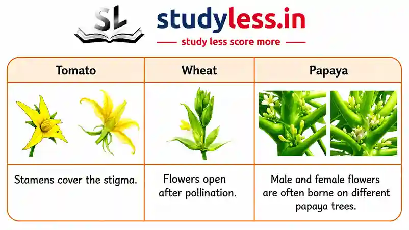 A study chart comparing the pollination types of Tomato, Wheat, and Papaya plants. It features three columns with illustrations: 1. Tomato (yellow flowers with the caption 'Stamens cover the stigma' indicating self-pollination), 2. Wheat (green spikelets with the caption 'Flowers open after pollination' indicating self-pollination), and 3. Papaya (green flowers with the caption 'Male and female flowers are often borne on different papaya trees' indicating cross-pollination). The studyless.in logo is displayed at the top.