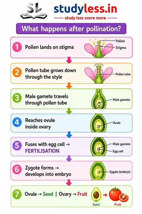 Pollination is the transfer of pollen grains from the anther (male part) to the stigma (female part) of a flower. When pollen transfers within the same plant, it is self-pollination. When it transfers between two different plants of the same species, it is cross-pollination.