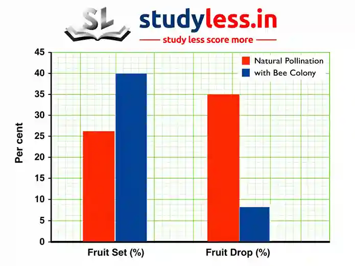 A bar chart comparing apple fruit yields between two pollination methods: 'Natural Pollination' (red bars) and 'Natural Pollination with Bee Colony' (blue bars). The y-axis shows percentages from 0 to 45. For 'Fruit Set (%)', natural pollination is at 26% and the bee colony group is at 40%. For 'Fruit Drop (%)', natural pollination is at 35% and the bee colony group is significantly lower at 8%. The studyless.in logo is displayed at the top.