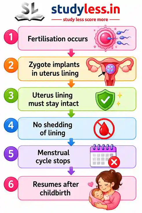 An infographic flowchart detailing the timeline of the menstrual cycle during pregnancy and childbirth. It features 6 numbered steps: 1. Fertilisation occurs (illustrated by sperm cells meeting an egg), 2. Zygote implants in uterus lining (illustrated by an embryo in a uterus), 3. Uterus lining must stay intact (with a green checkmark shield), 4. No shedding of lining (with a crossed-out blood drop icon), 5. Menstrual cycle stops (with a crossed-out calendar icon), and 6. Resumes after childbirth (illustrated by a mother holding her newborn baby).