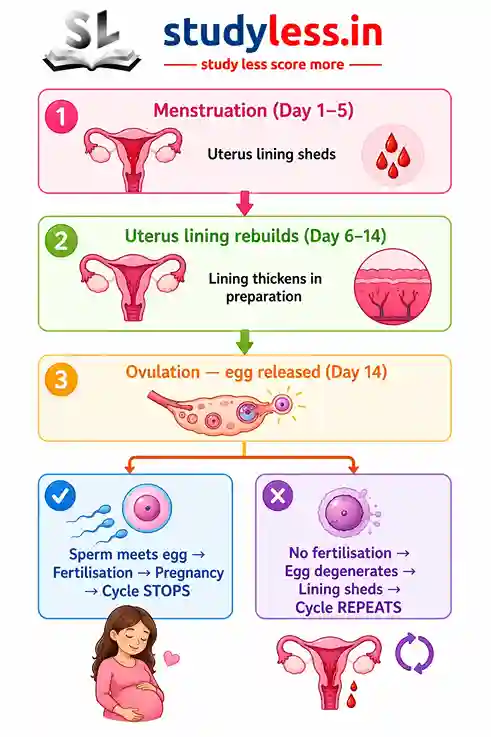 Based on the image shown in your WordPress editor layout, here is a descriptive **alt text** you can use for this infographic: > An educational infographic flowchart from studyless.in detailing the stages of the menstrual cycle and the paths of fertilization versus non-fertilization. It features three sequential numbered steps: 1. Menstruation (Day 1–5) showing the uterus lining shedding, 2. Uterus lining rebuilds (Day 6–14) showing the lining thickening in preparation, and 3. Ovulation where a mature egg is released (Day 14). Below step 3, the chart splits into two paths: a left path showing fertilization where sperm meets the egg, leading to a pregnancy illustration and the note 'Cycle STOPS'; and a right path showing no fertilization where the egg degenerates, leading to a uterus illustration and the note 'Lining sheds - Cycle REPEATS'.