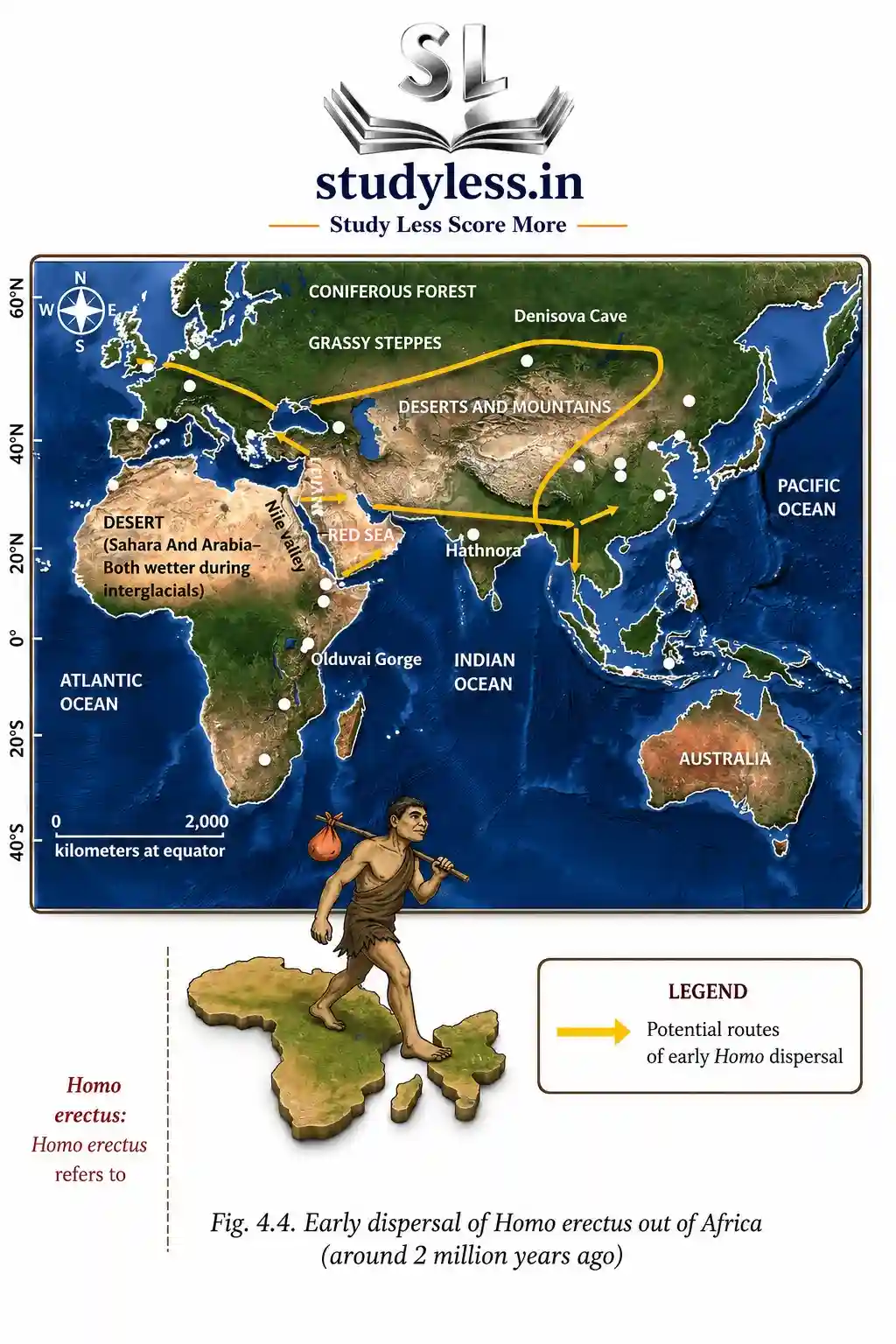 Early dispersal map of Homo erectus out of Africa around 2 million years ago, showing potential migration routes across Europe and Asia with geographical markers like Olduvai Gorge, the Red Sea, and Denisova Cave.|Ch 4 Early Humans and Beginning of Civilisation Notes

