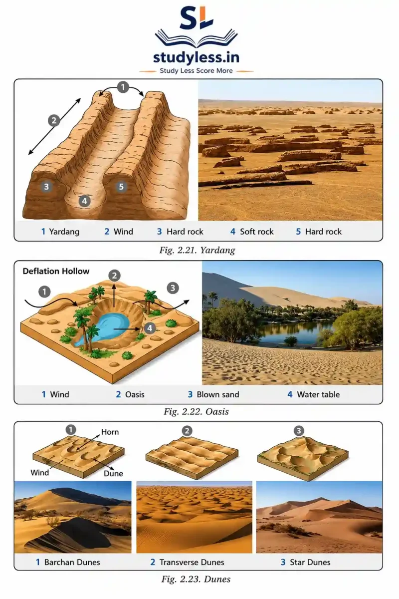 An educational infographic illustrating landforms created by wind, featuring diagrams and real-world photos of yardangs, a deflation hollow forming a desert oasis, and various types of sand dunes including barchan, transverse, and star dunes.