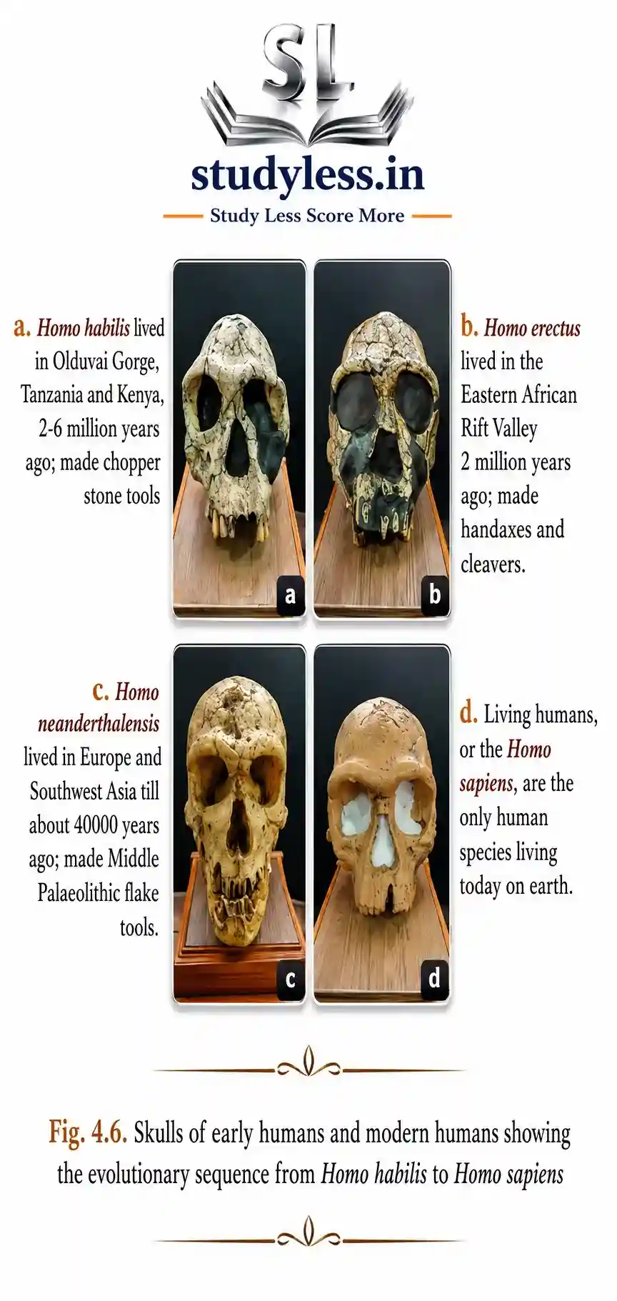 Comparison of four early human skulls showing evolutionary progress: (a) Homo habilis from Olduvai Gorge, (b) Homo erectus from the Eastern African Rift Valley, (c) Homo neanderthalensis from Europe and Southwest Asia, and (d) modern Homo sapiens.| Ch 4 Early Humans and Beginning of Civilisation Notes