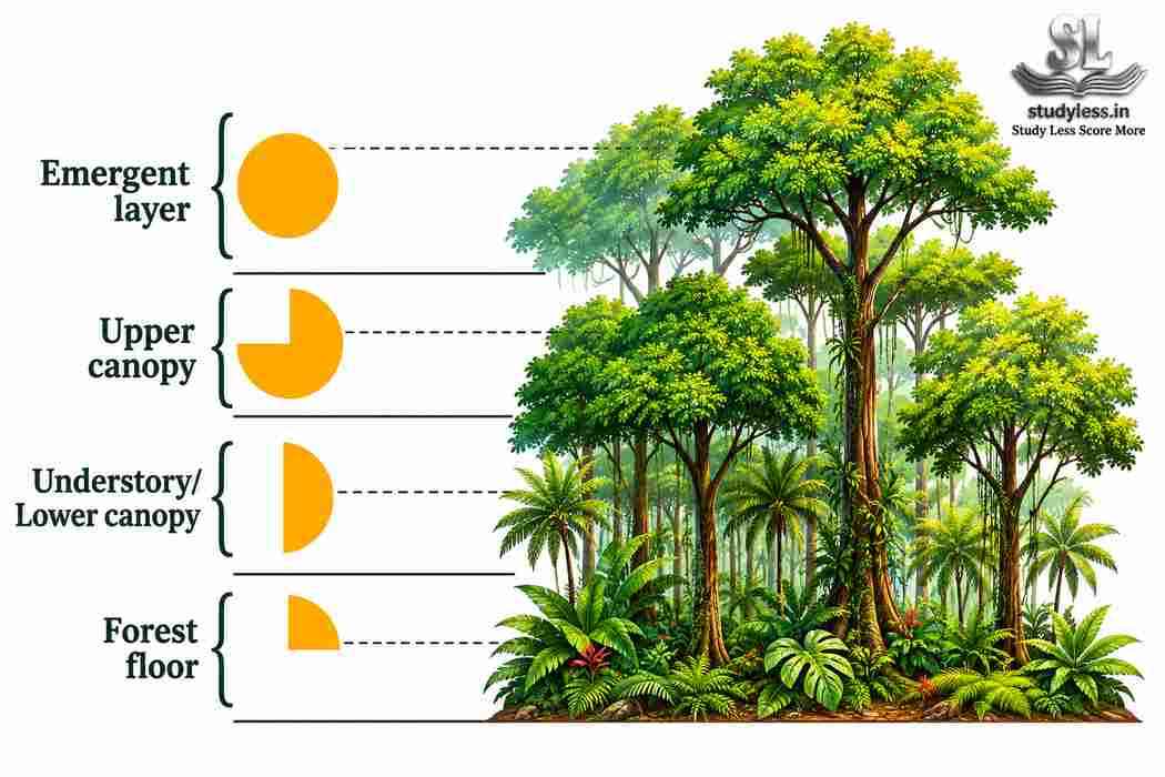 Ideal structure of a rainforest biome|Ch 2 Life On Earth Notes Class 9